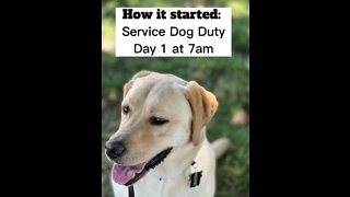 Service Dog: A Day In The Life