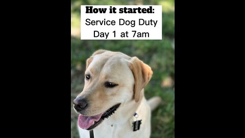Service Dog: A Day In The Life
