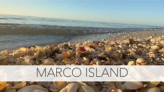 Marco Island Shelling. Low tide shelling for beach treasures that you can only get to at low tide.