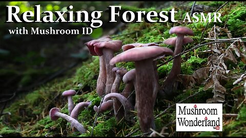 Relaxing Forest with Mushroom Identification (NO TALKING)