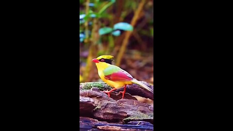 wao colorful bird