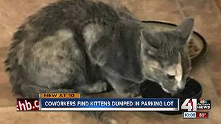 Northland tattoo artists discover 10 abandoned kittens