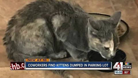 Northland tattoo artists discover 10 abandoned kittens