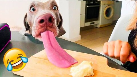 Unbelievable!!! Funny Dog Videos Try Not To Laugh 🦴🐕🐶✔️3