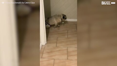 Une nouvelle vie s'offre à ce chien