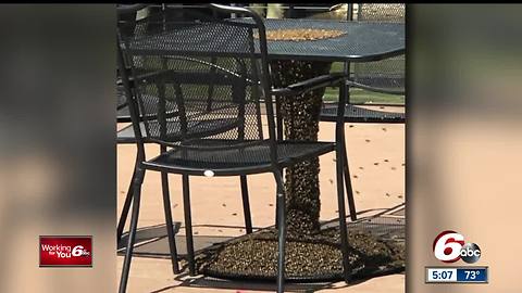 Bees swarm table at taproom outside Indy brewery