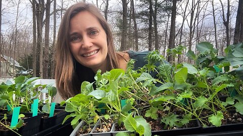 Seedling Update | Caring for my Vegetable Seedlings