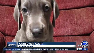 BBB warns about puppy scams