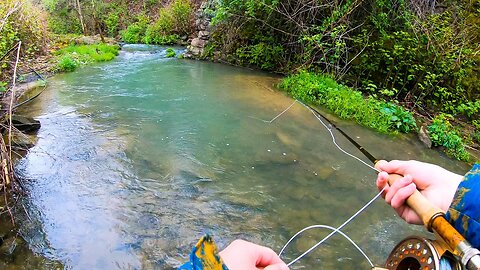 Streamer fishing for Brown Trout and Rainbow Trout (Creek Fishing!)