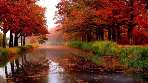 Autumn rain on the forest road. The soothing sound of rain.