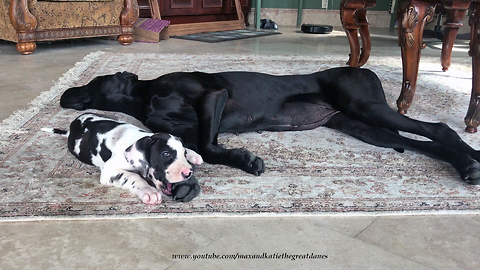 Patient Great Dane lets puppy chew on her toes