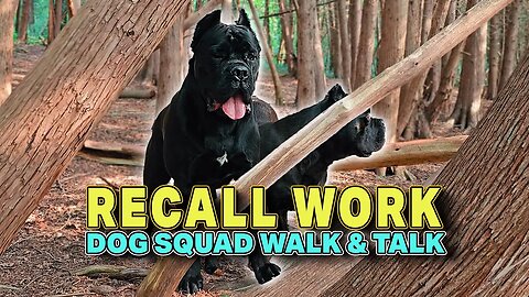 Cane Corso RECALL Work - Dog Squad Walk & Talk