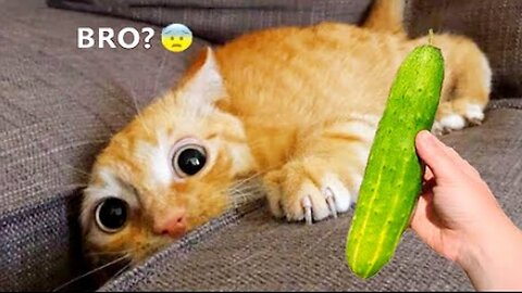 Funniest Animals 2023 😂😂 Best Cats and Dogs Videos 🐶😸