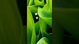 LILY OF THE VALLEY: An overview of a fragrant, lovely shade garden favorite.