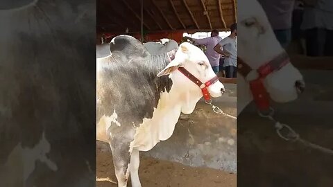 Cutest Black Bull on the Block | Prepare to Be Charmed! #cattlefarm #bull #animals