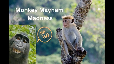 "Monkey Mayhem Madness: The Ultimate Funny Monkey Compilation 🐒😂"