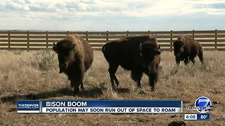 Bison conservation groups in Colorado continue fight to keep animals thriving