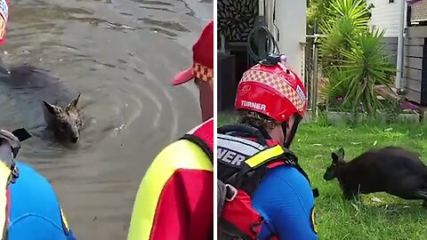 Firefighters rescue wallaby caught in the fast-flowing river