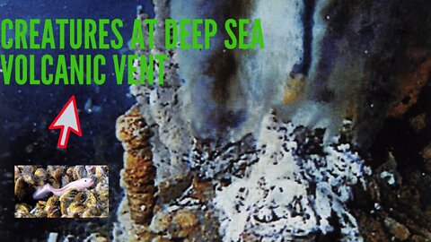 🐙#Deep-sea #creatures at #volcanic vent!🐙