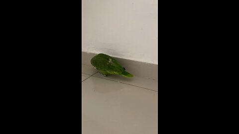 soccer player parrot