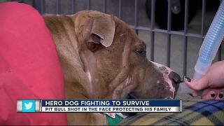 Dog shot in face during police chase fighting to survive