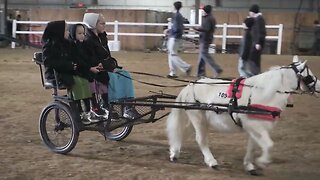 Amish Pony Sale