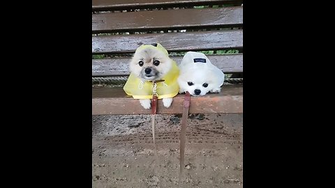 Pomeranian puppies wearing raincoats will make your day!