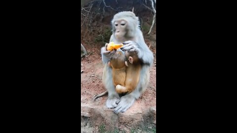 Monkey mom can’t touch this version 😂