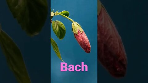 Bach - The Goldberg Variations - Subscribe For More #shorts #classicalmusic #bach