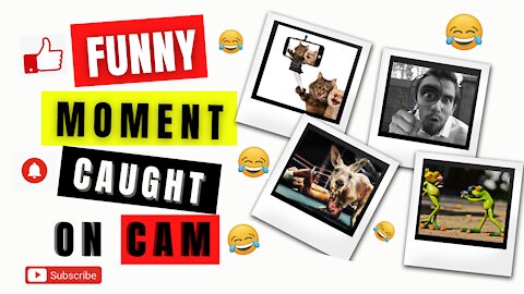 Funny moments caught on camera
