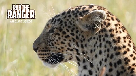 Female Leopard Spots Potential Prey | Lalashe Maasai Mara Safari