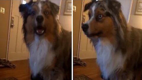 Feisty Aussie argues with owner about going outside