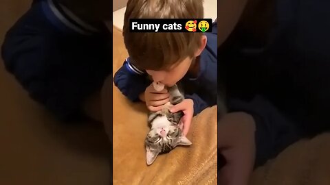 Funny Cats Play#shorts #trending #youtubeshorts