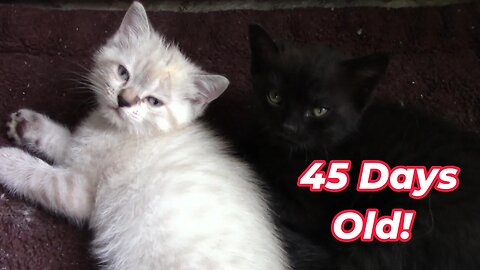 Misha's Kittens Are 45 Days Old! 😻