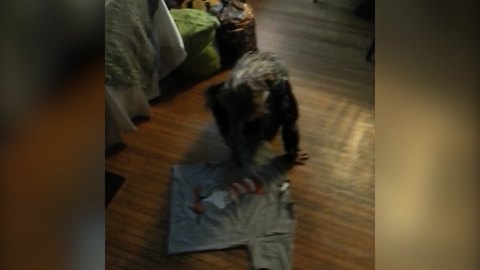 Tot Girl Irons A T-Shirt In Her Own Way