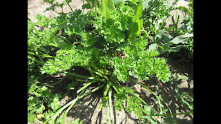 All About Curly Curly Parsley Sept 2021