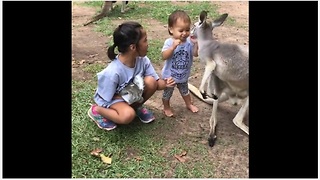 Kangaroo gets angry with human's koala hat
