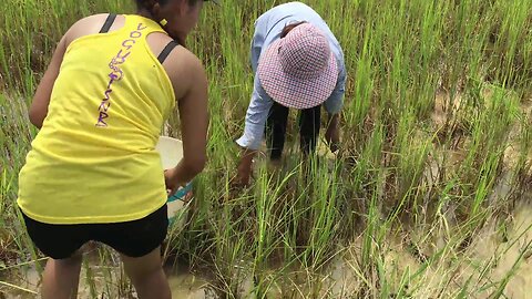 Catching Fish By Hand Most Amazing Beautiful Girl Fishing In Battambang Cambodia