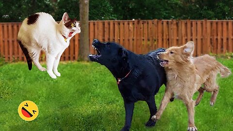 Funniest Cats And Dogs Videos 😁 - Best Funny Animal Videos 2024 🥰 Part :- 96