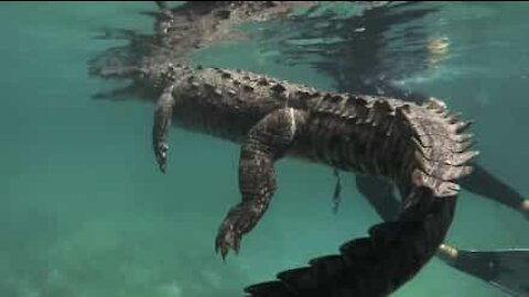 Mergulhador nada com crocodilo gigante no Caribe