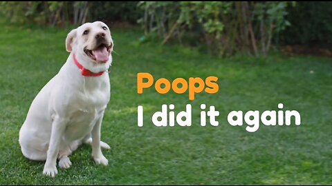 How to get Rid of DOG POOPS/FECES