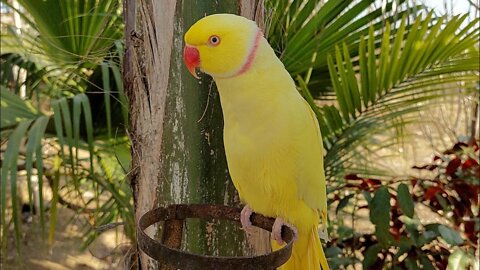 Amazing Yellow Indian Ringneck Parrot | Natural Parrot Video
