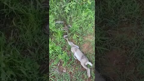 Anaconda VS Rabbit ! #Shorts #ytshorts #UbertainmentFun #Dogs #Animals #Fun #Anaconda #Rabbit