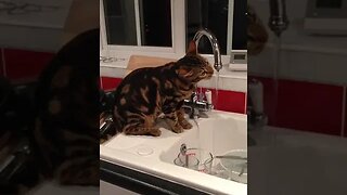 #short - Our bengal drinking water from the tap