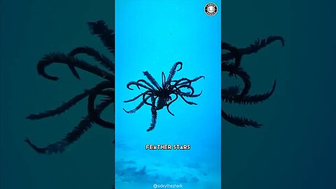 Feather Star 🌊 The Hypnotic Swimmers Of The Sea!