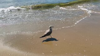 Fearless seagull, September, Bulgaria, St. Vlas.