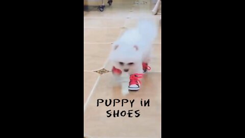 OMG Puppy in shoes 🤣Funny Dog Short Videos 2021🤣 🐶 It's time to LAUGH with Dog's life | جرو في حذاء