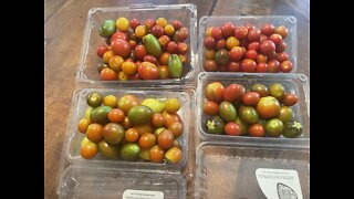 Long Term Storage For Cherry Tomatoes 🍅