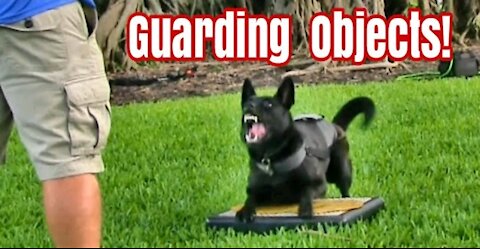 Training your dog to guard objects and people (entertaining & educational)