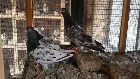 Shikray and tadeey chicks beautiful breeder pair